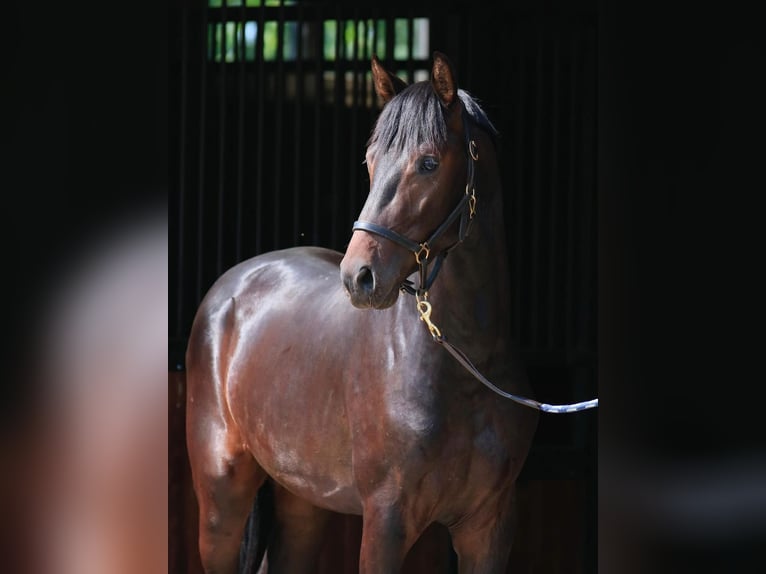 Oldenburger Hengst 2 Jahre in Stud
