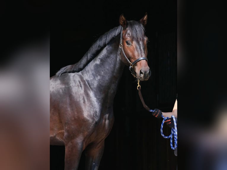 Oldenburger Hengst 2 Jahre in Stud