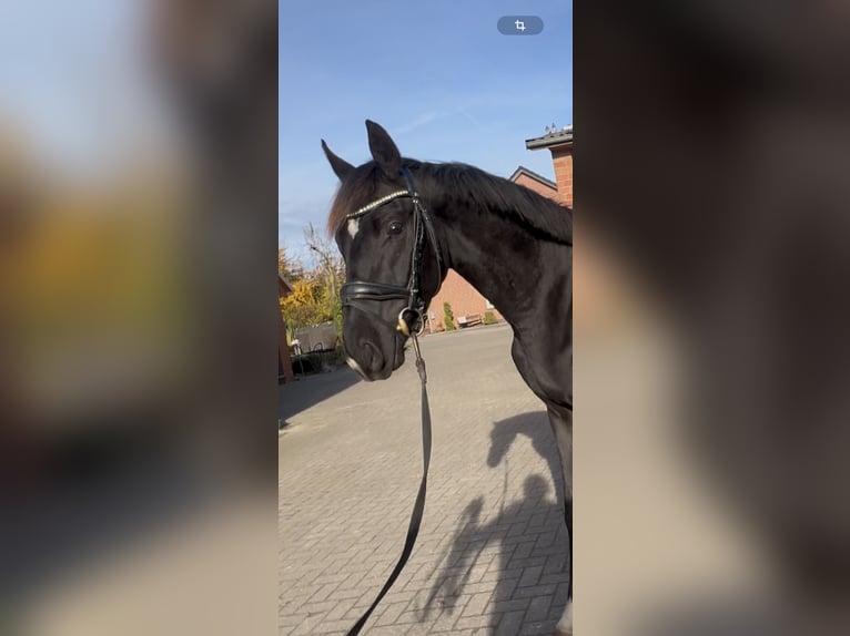 Oldenburger Hengst 3 Jaar 162 cm Zwart in Syke