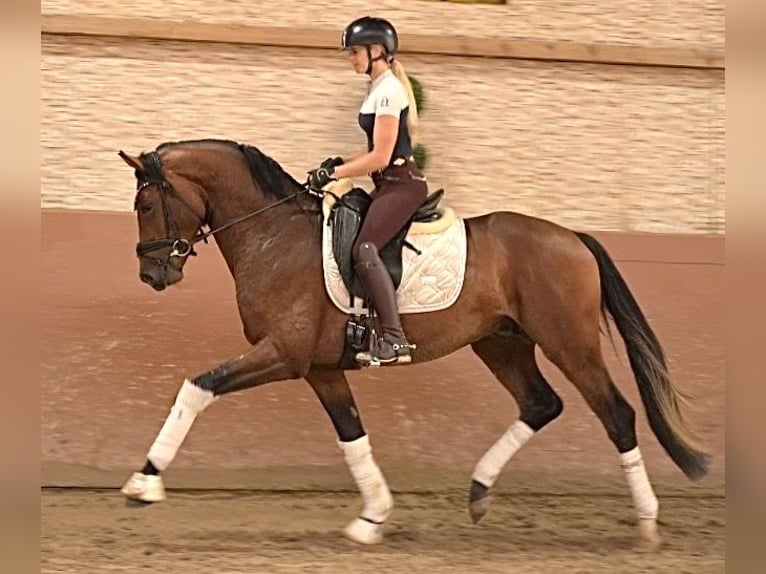 Oldenburger Hengst 3 Jaar 163 cm Bruin in Wehringen