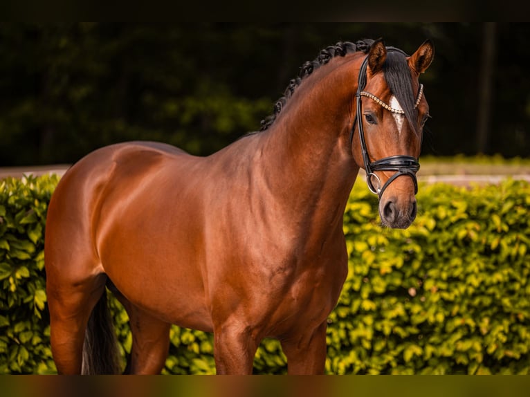 Oldenburger Hengst 3 Jaar 163 cm Bruin in Wehringen