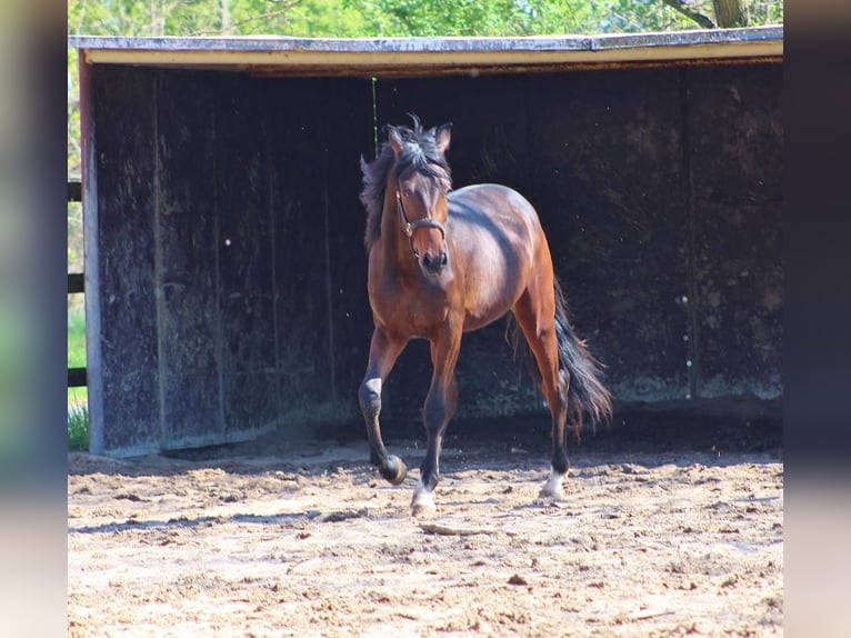 Oldenburger Hengst 3 Jaar 163 cm Donkerbruin in Radeburg