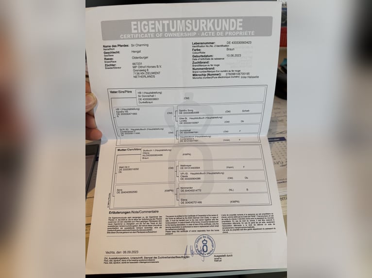 Oldenburger Hengst 3 Jaar 167 cm Bruin in Zieuwent