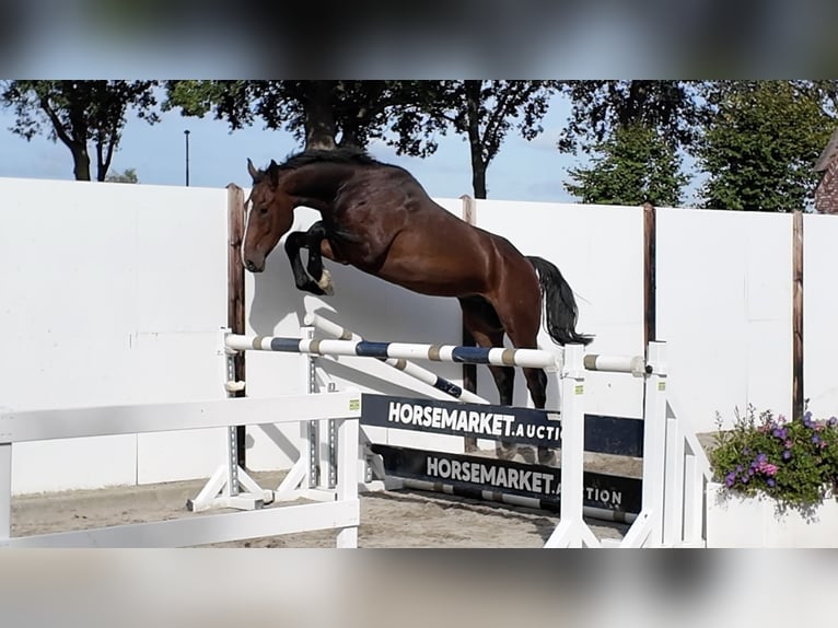 Oldenburger Hengst 3 Jaar 167 cm Bruin in Waddinxveen