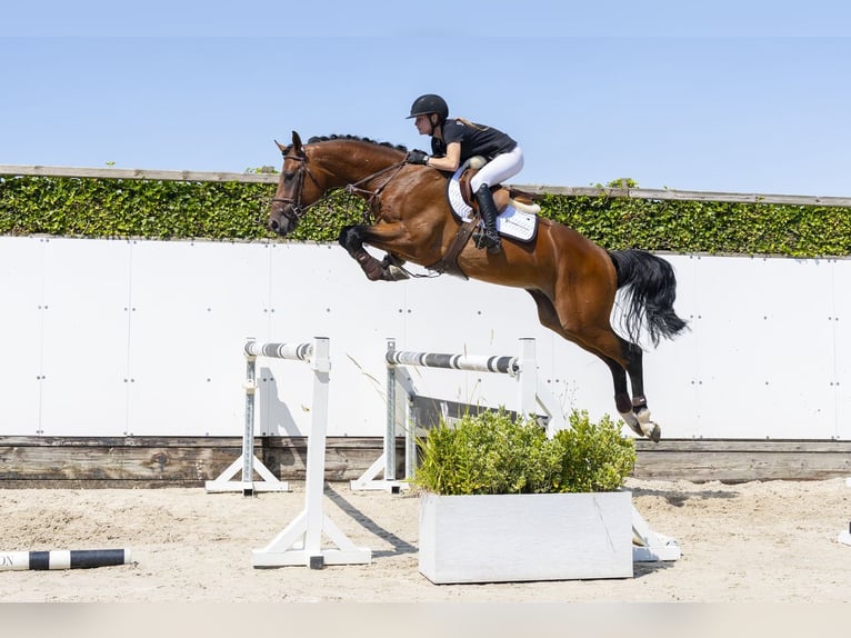 Oldenburger Hengst 3 Jaar 167 cm Bruin in Waddinxveen