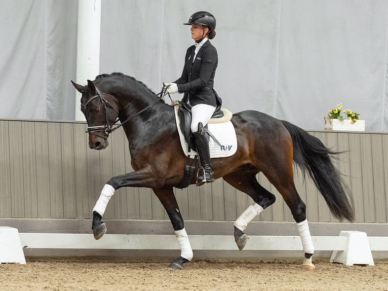 Oldenburger Hengst 3 Jaar 167 cm Donkerbruin in Münster-Handorf