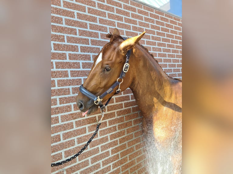 Oldenburger Hengst 3 Jaar 167 cm Vos in M&#xFC;lheim an der Ruhr
