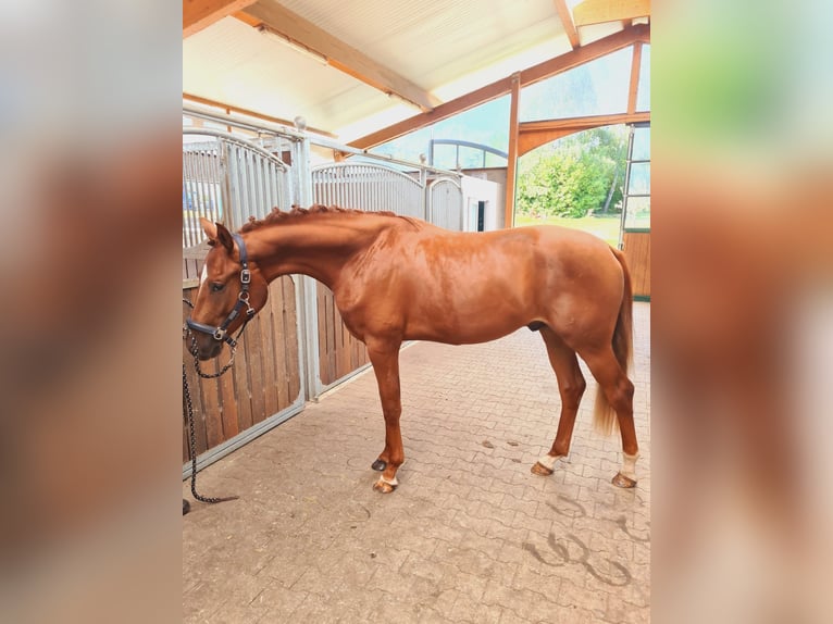 Oldenburger Hengst 3 Jaar 167 cm Vos in M&#xFC;lheim an der Ruhr
