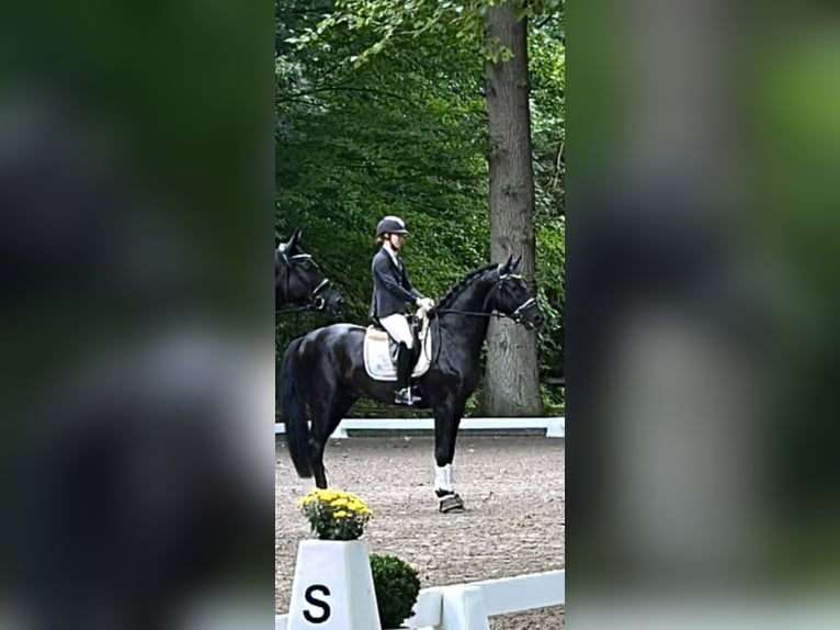 Oldenburger Hengst 3 Jaar 167 cm Zwart in Elmenhorst