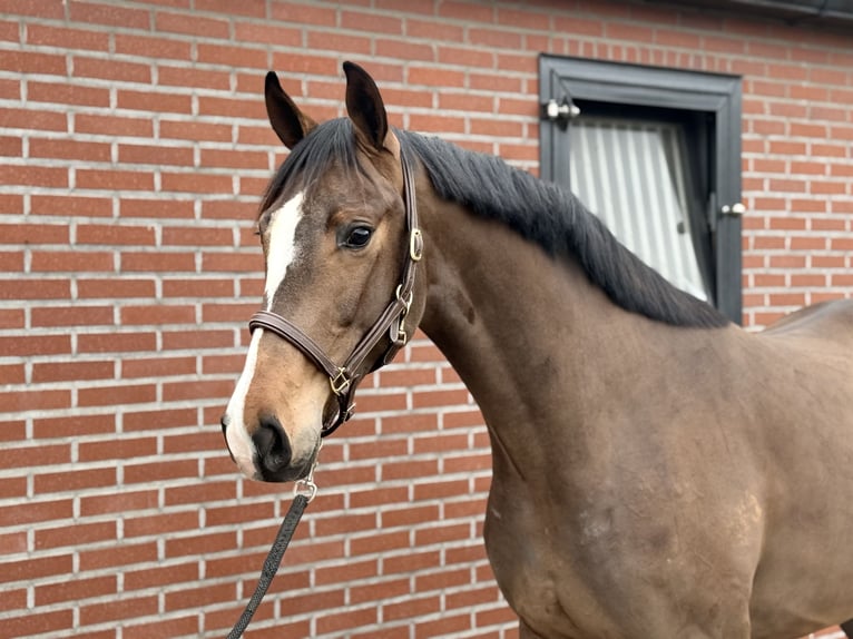 Oldenburger Hengst 3 Jaar 168 cm Bruin in Zieuwent