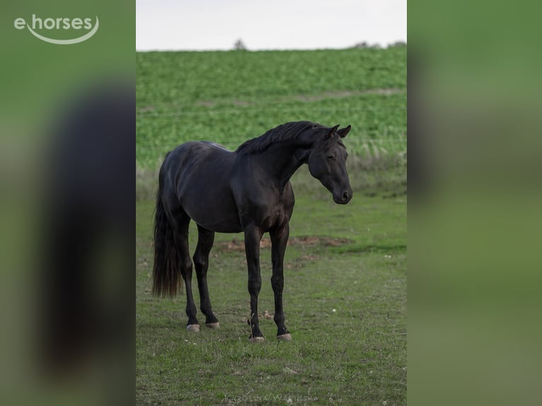 Oldenburger Hengst 3 Jaar 168 cm Zwart in Chwarstnica