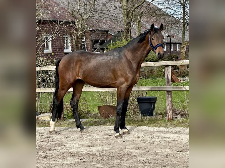 Oldenburger Hengst 3 Jaar 170 cm Bruin in Vechta