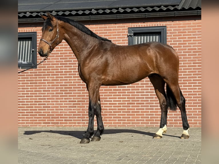 Oldenburger Hengst 3 Jaar 170 cm Bruin in Zieuwent