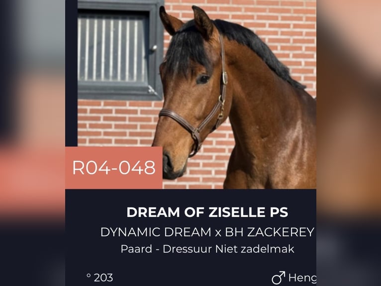 Oldenburger Hengst 3 Jaar 170 cm Bruin in Zieuwent