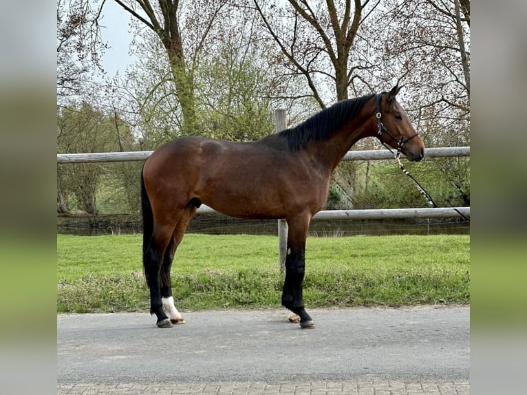 Oldenburger Hengst 3 Jaar 170 cm Bruin in Vechta