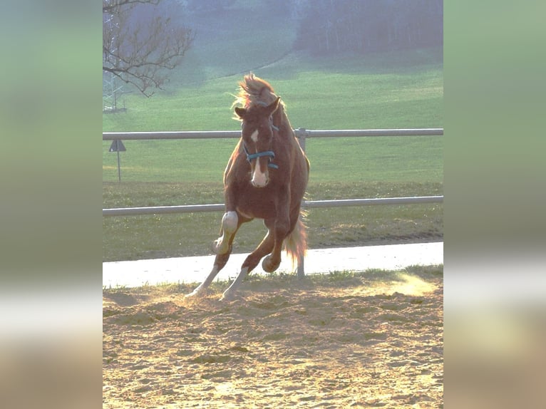 Oldenburger Hengst 3 Jaar 170 cm Donkere-vos in Isny im Allgäu