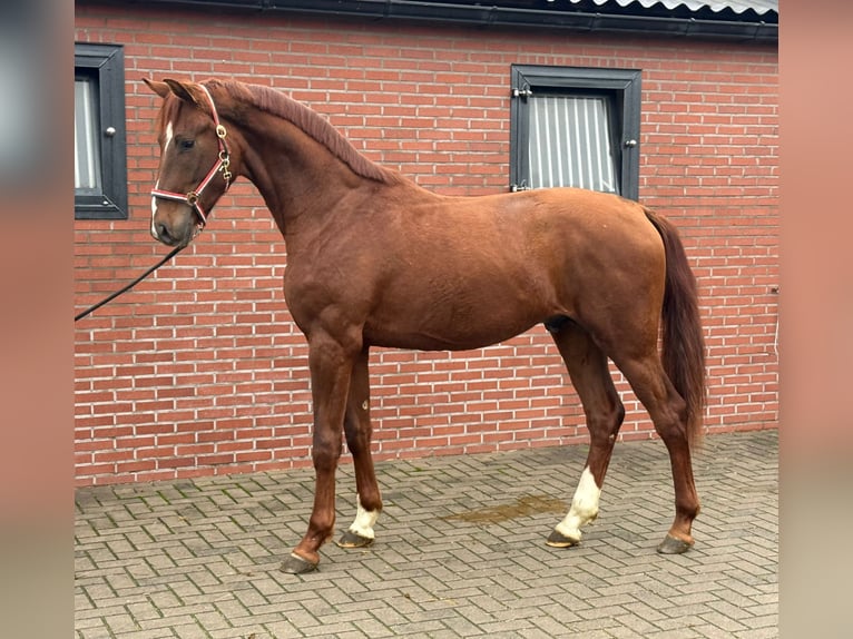 Oldenburger Hengst 3 Jaar 170 cm Donkere-vos in Zieuwent