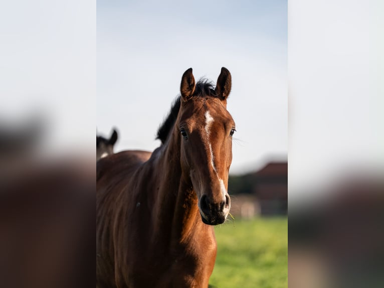 Oldenburger Hengst 3 Jaar 170 cm  in Lohne (Oldenburg)