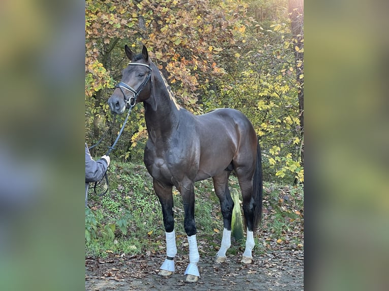 Oldenburger Hengst 3 Jaar 172 cm Donkerbruin in Friesoythe