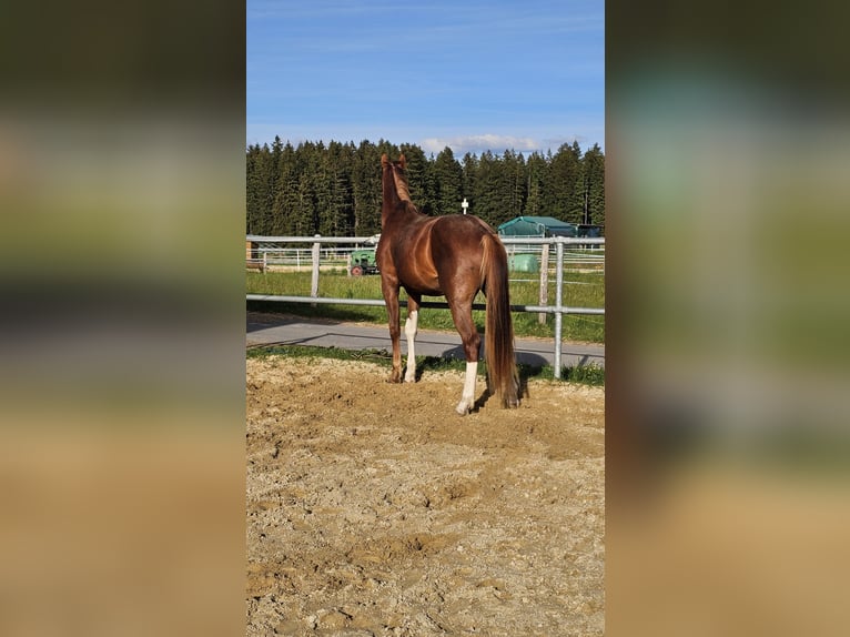Oldenburger Hengst 3 Jaar 172 cm Donkere-vos in Isny im Allgäu