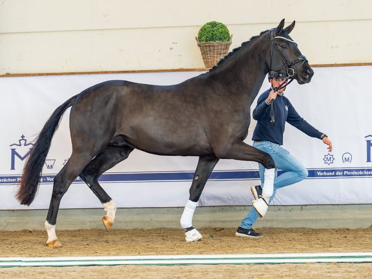 Oldenburger Hengst 3 Jaar 173 cm Donkerbruin in Redefin