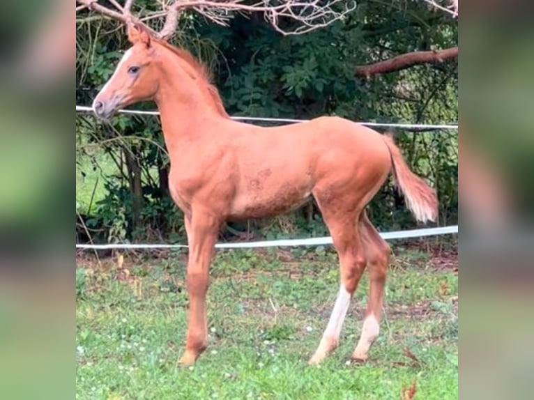Oldenburger Hengst 3 Jaar in Fuldabrück