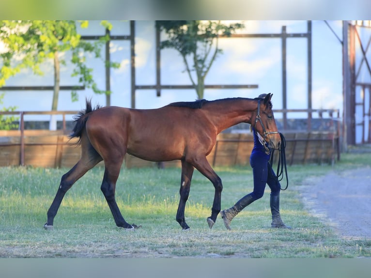 Oldenburger Hengst 3 Jaar in Stud