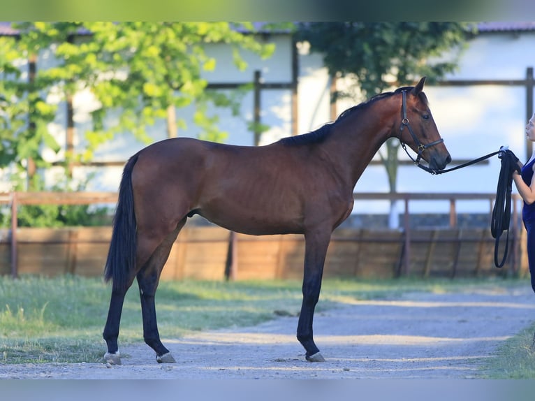 Oldenburger Hengst 3 Jaar in Stud