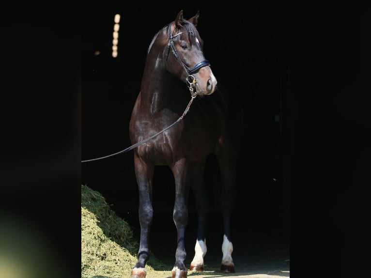 Oldenburger Hengst 3 Jaar in Stud