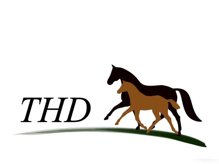 Oldenburger Hengst 3 Jaar Zwartbruin in Hankensbüttel