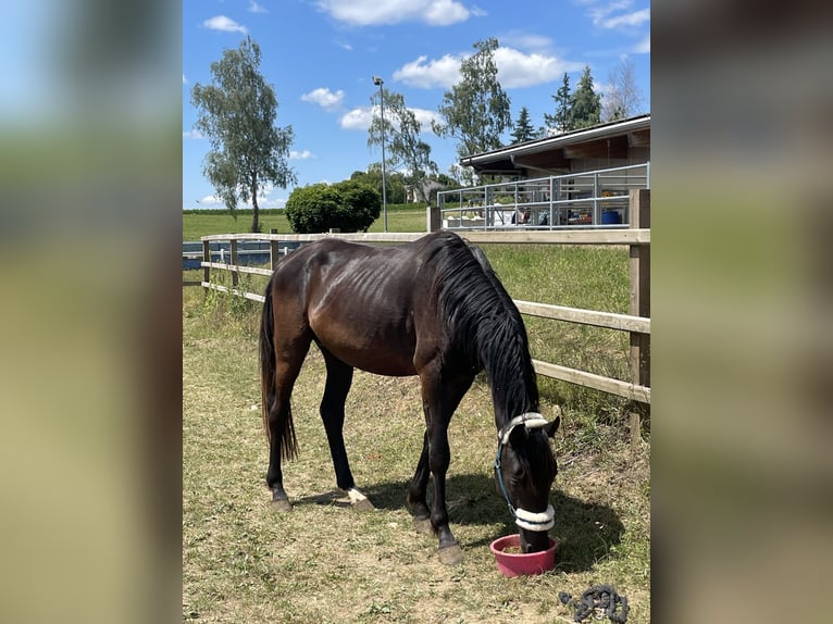 Oldenburger Hengst 3 Jahre 160 cm Schwarzbrauner in Dunningen