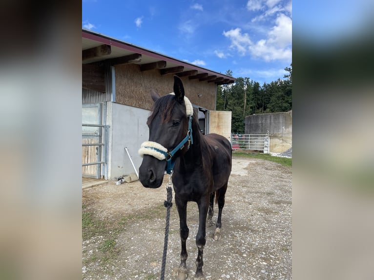 Oldenburger Hengst 3 Jahre 160 cm Schwarzbrauner in Dunningen