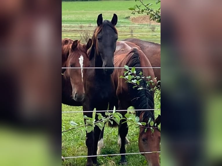 Oldenburger Hengst 3 Jahre 160 cm Schwarzbrauner in Dunningen