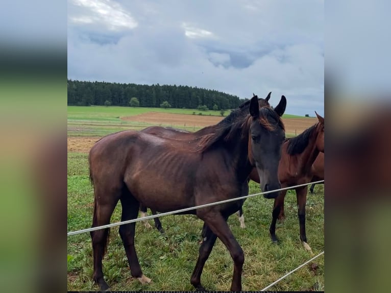 Oldenburger Hengst 3 Jahre 160 cm Schwarzbrauner in Dunningen