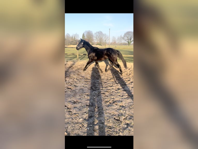 Oldenburger Hengst 3 Jahre 164 cm Rappe in F&#xFC;rstenau
