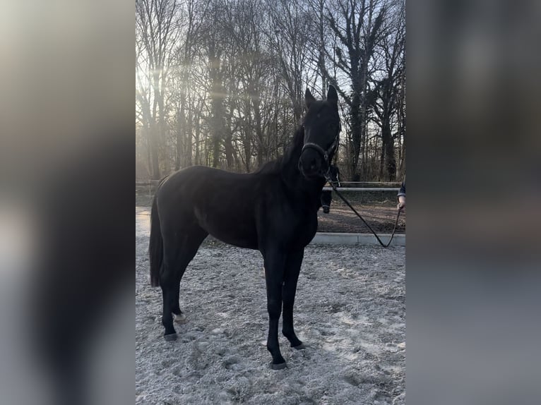 Oldenburger Hengst 3 Jahre 164 cm Rappe in F&#xFC;rstenau