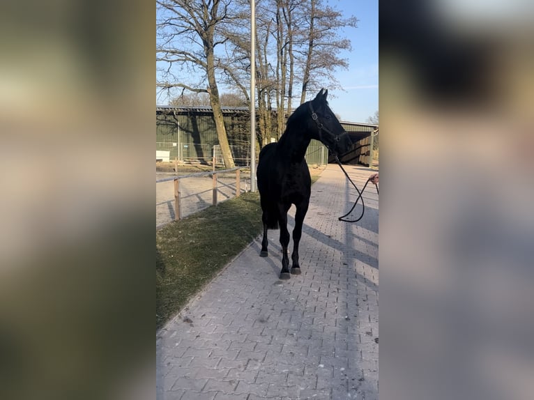 Oldenburger Hengst 3 Jahre 164 cm Rappe in F&#xFC;rstenau