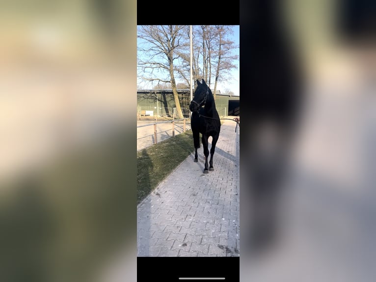Oldenburger Hengst 3 Jahre 164 cm Rappe in F&#xFC;rstenau