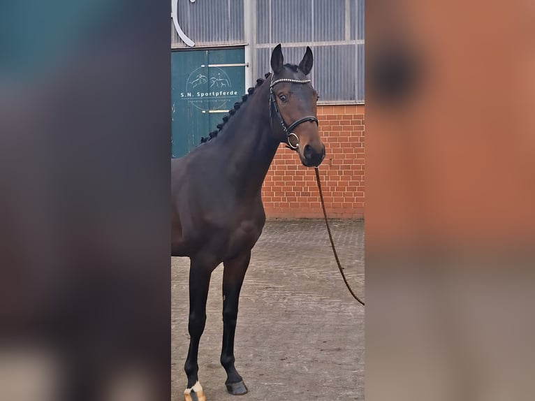 Oldenburger Hengst 3 Jahre 165 cm Brauner in Regesbostelre