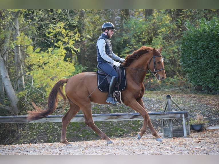 Oldenburger Hengst 3 Jahre 165 cm Fuchs in Huy