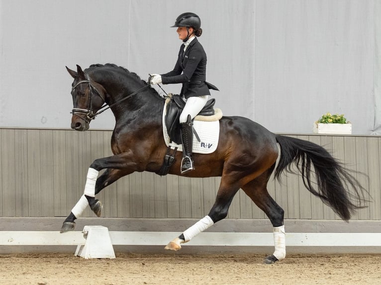 Oldenburger Hengst 3 Jahre 167 cm Dunkelbrauner in Münster-Handorf