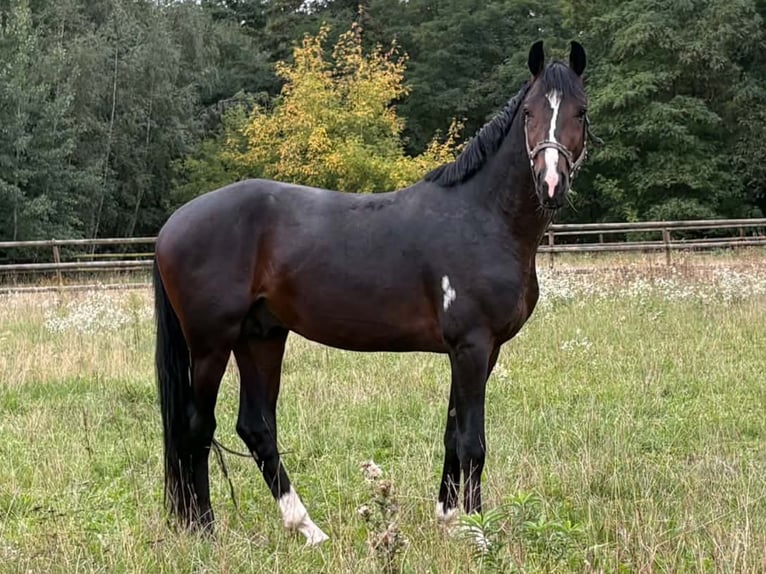 Oldenburger Hengst 3 Jahre 167 cm Dunkelbrauner in Radeburg