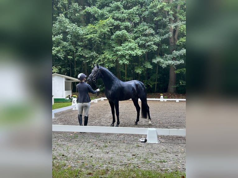 Oldenburger Hengst 3 Jahre 167 cm Rappe in Elmenhorst