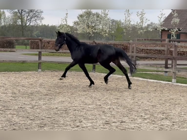Oldenburger Hengst 3 Jahre 167 cm Schwarzbrauner in Zieuwent