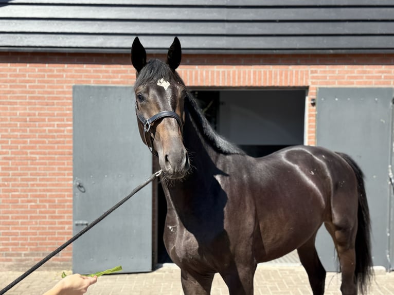 Oldenburger Hengst 3 Jahre 167 cm Schwarzbrauner in Zieuwent