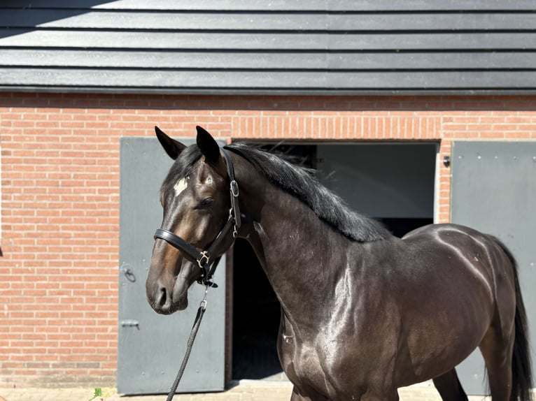 Oldenburger Hengst 3 Jahre 167 cm Schwarzbrauner in Zieuwent