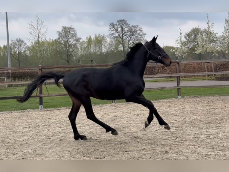 Oldenburger Hengst 3 Jahre 167 cm Schwarzbrauner in Zieuwent