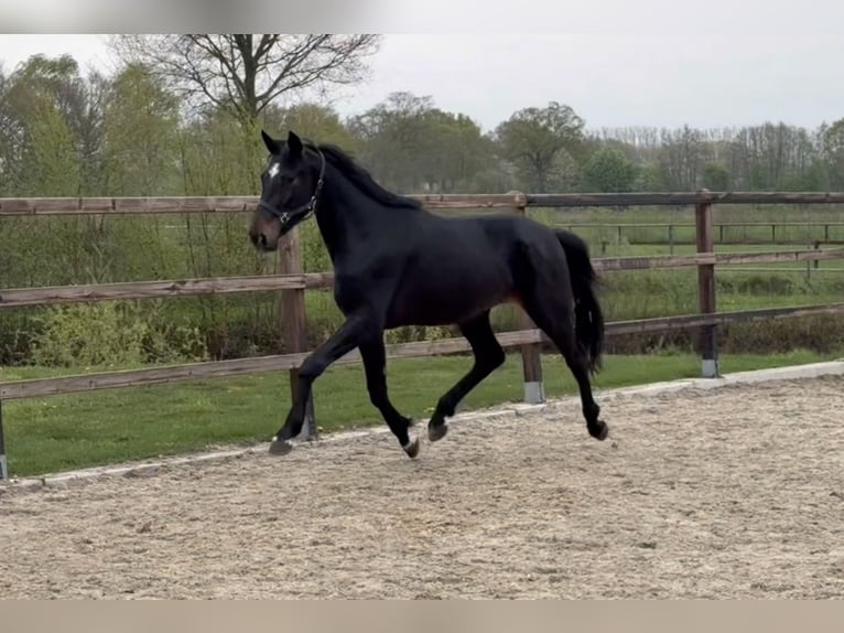 Oldenburger Hengst 3 Jahre 167 cm Schwarzbrauner in Zieuwent