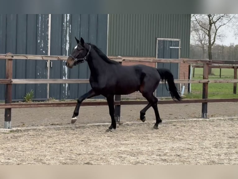 Oldenburger Hengst 3 Jahre 167 cm Schwarzbrauner in Zieuwent