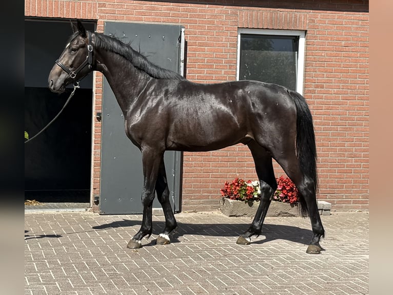 Oldenburger Hengst 3 Jahre 167 cm Schwarzbrauner in Zieuwent